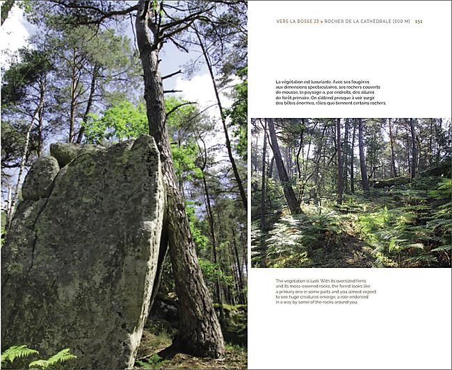 EN FORET DE FONTAINEBLEAU