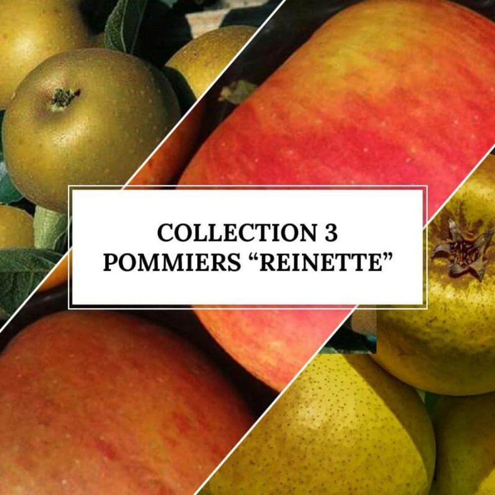 Collection 3 pommiers 'reinette' - scion de 100cm