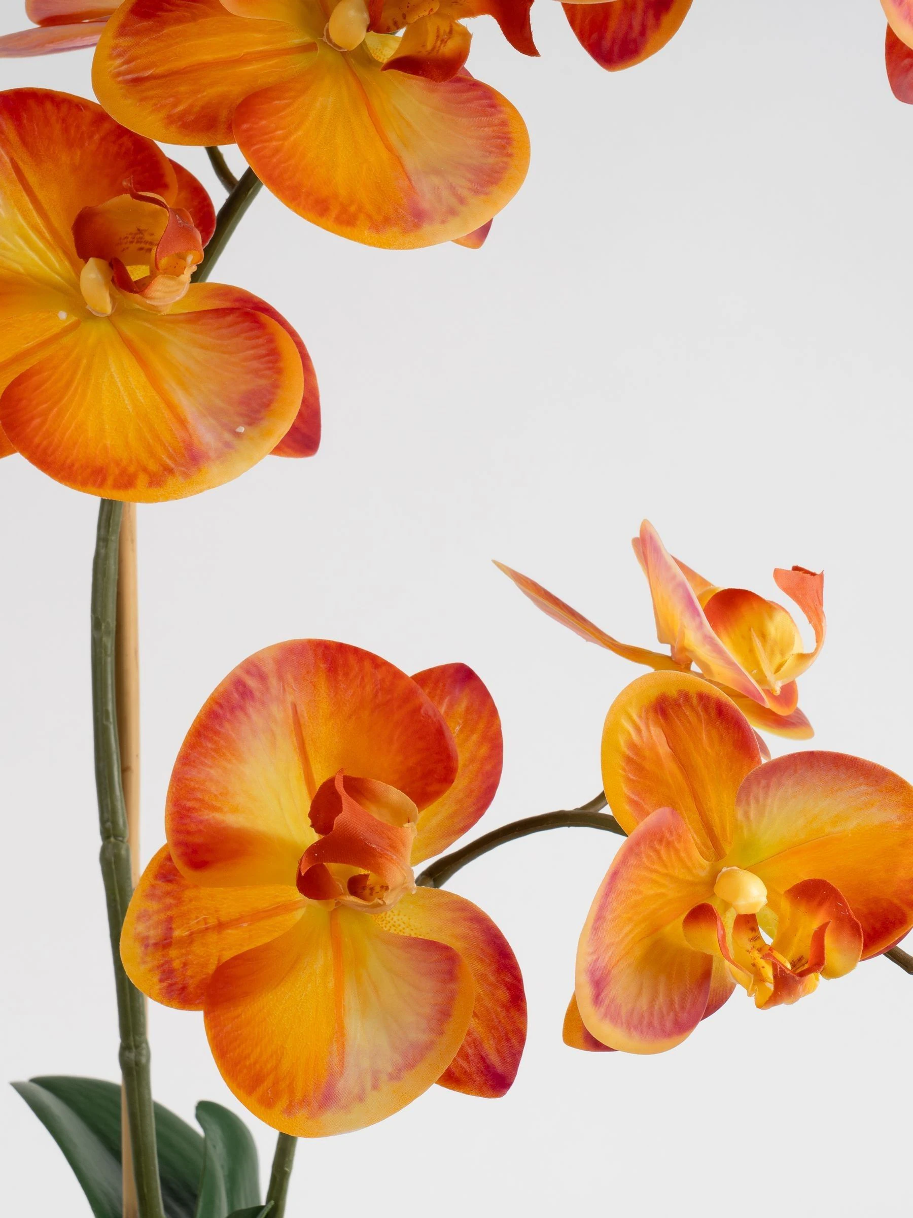 Scottish Everlastings Ltd Artificial Real Touch Orchid