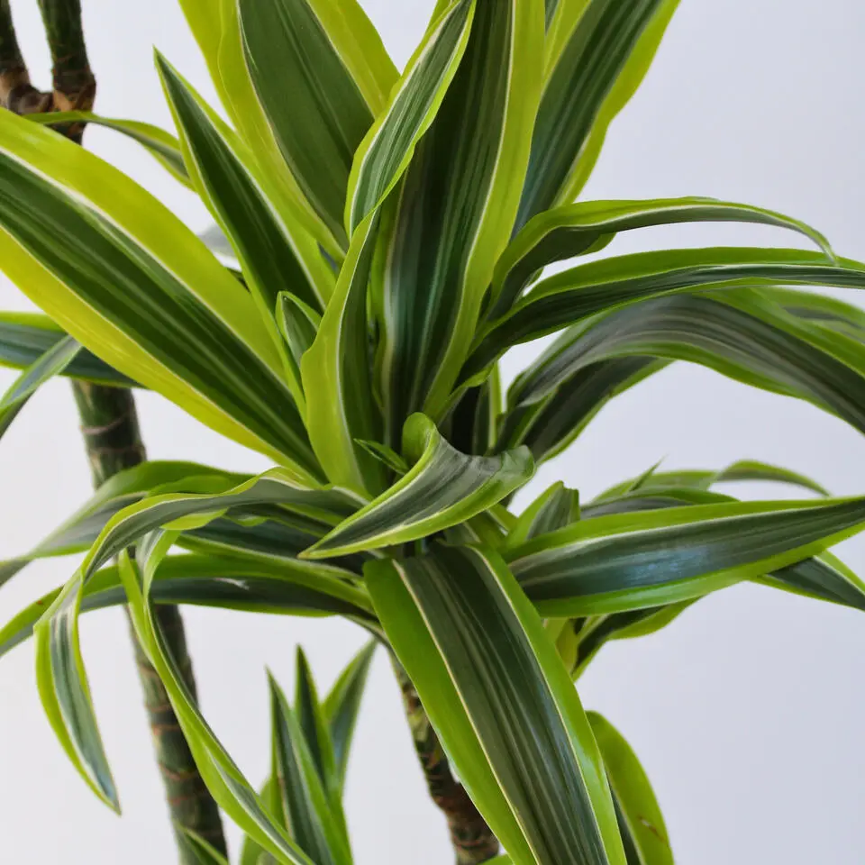 Drakenbloedboom - Dracaena 'Lemon Lime' - Hoogte 130-140cm - ⌀24cm