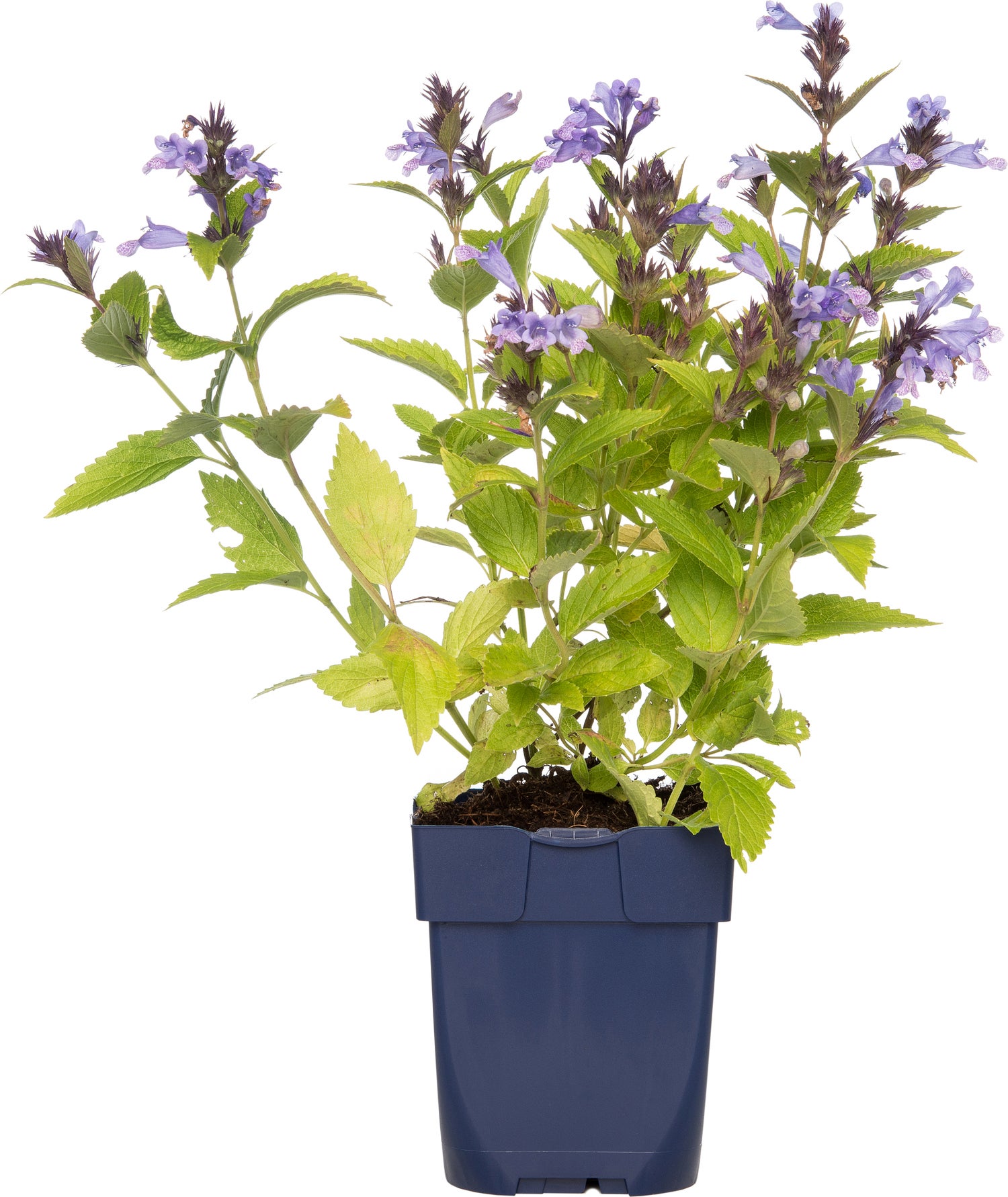 Kattenkruid (Nepeta subsessilis) D 11 H 10 cm
