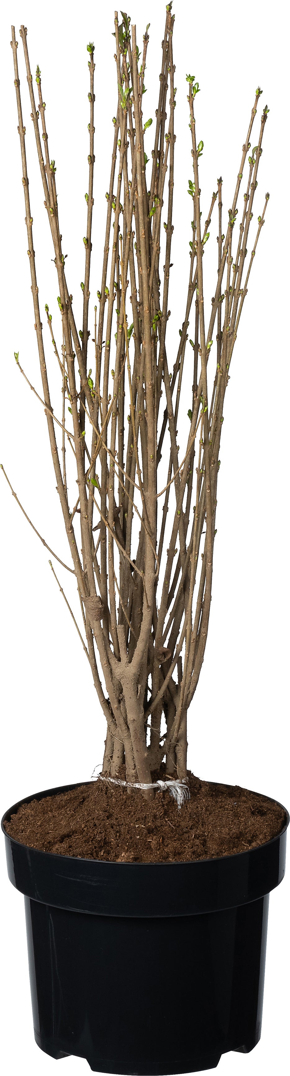 Liguster (Ligustrum ovalifolium) D 23 H 40 cm