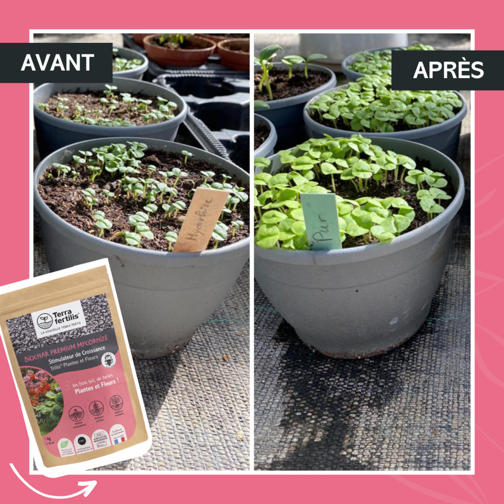 Fertilisant plantes et fleurs à base de mycorhizes - 250g