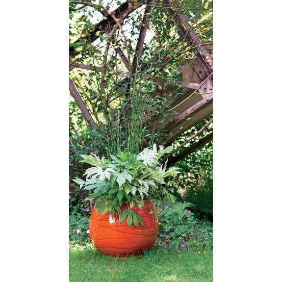 Fatsia japonica 'Spiders Web':conteneur 4 litres