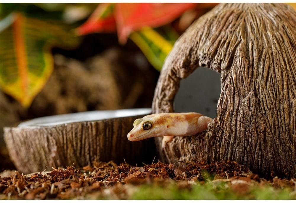 Cachette avec bol à eau noix de coco reptiles