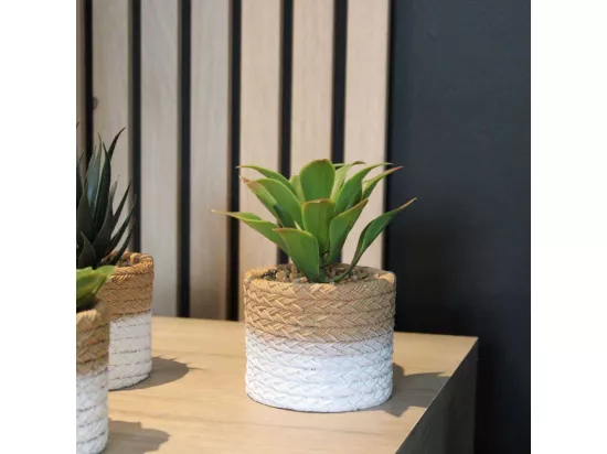 Plante succulente en pot bicolore 8 x 15 cm (Lot de 4)