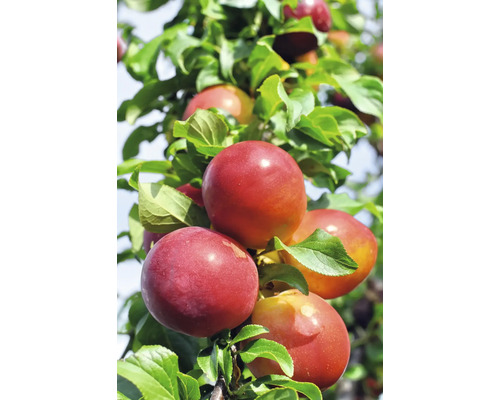Zuilvormige pruim Ruby FloraSelf Organic Prunus domestica 'Columnar Ruby' H 130-150 cm Co 7.5 L Zelfbestuivend