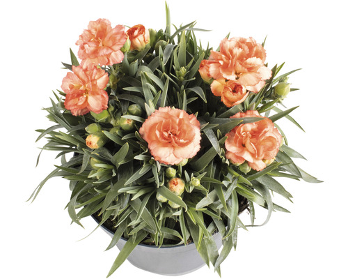 Anjer, anjer Dianthus caryophyllus 'Cody' H 10-15 cm Ø 15 cm