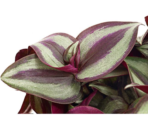 Dreimasterblume - Tradescantia zebrina 'Pink