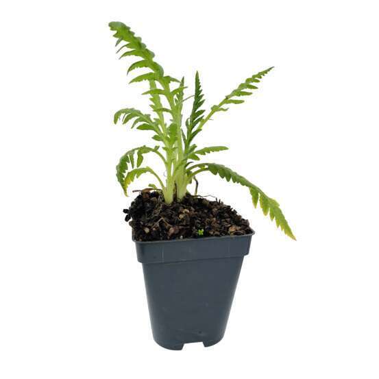 Pavot d'Orient Allegro : godet vert