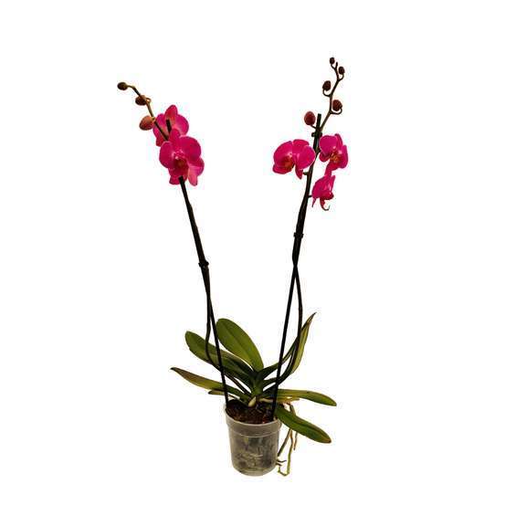 Orchidée Phalaenopsis 2 tiges - Pot Ø 12 cm
