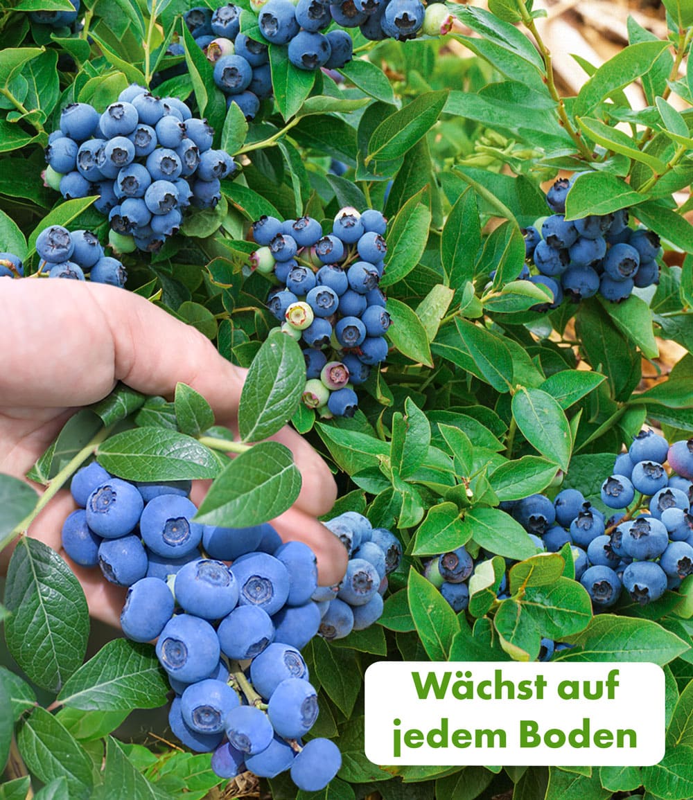 Trauben-Heidelbeere 'Reka® Blue'