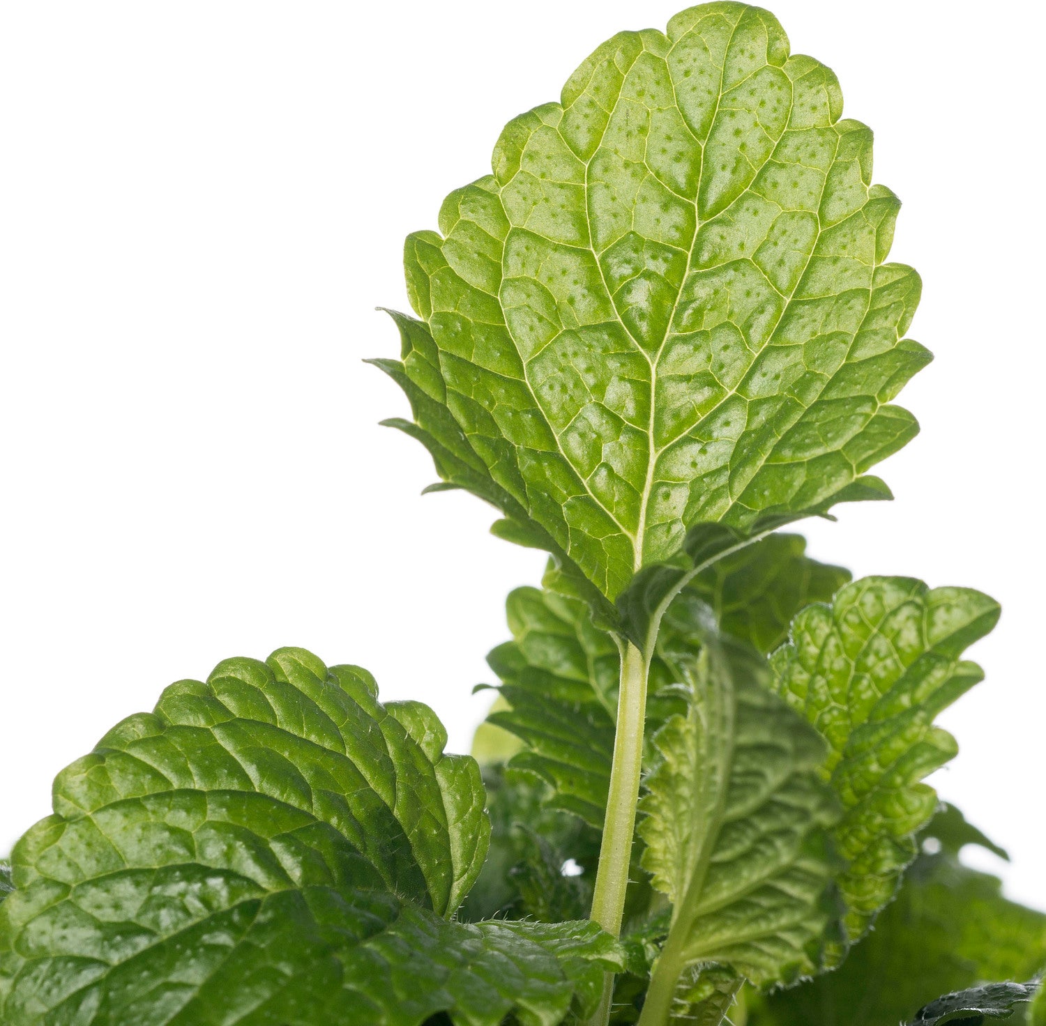 Biologische Citroenmelisse (Melissa officinalis) D 14 H 20 cm