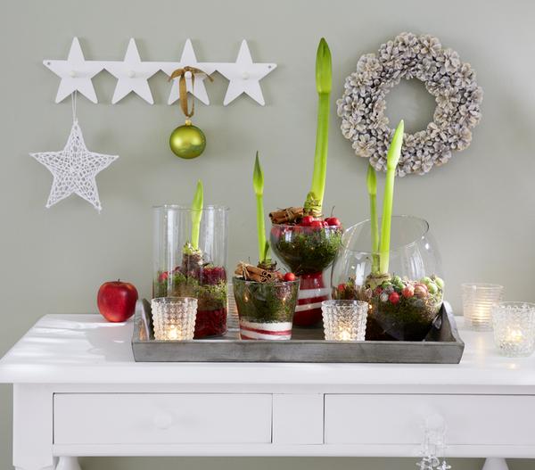 Amaryllis - Hippeastrum-Hybride, verschiedene