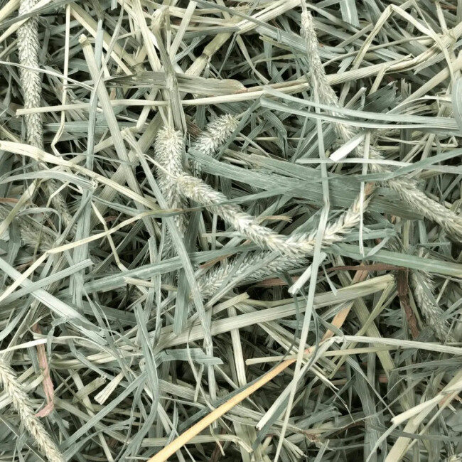 Mélange de foin Orchard Grass + Western Timothy Oxbow