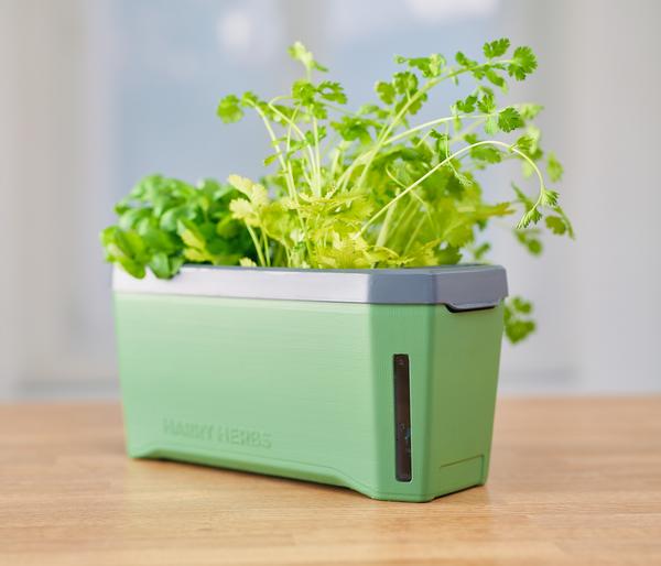 Gusta Garden Kräutertopf Harry Herbs, ca.