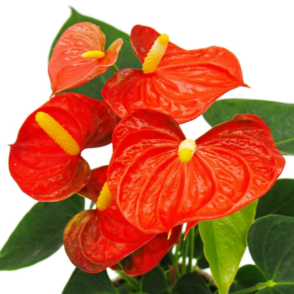 Fleur de flamant rose - anthurium andreanum - anthurium - pot 12cm - 
