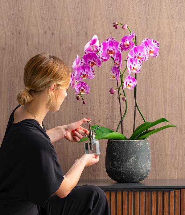 Schmetterlingsorchidee - Phalaenopsis
