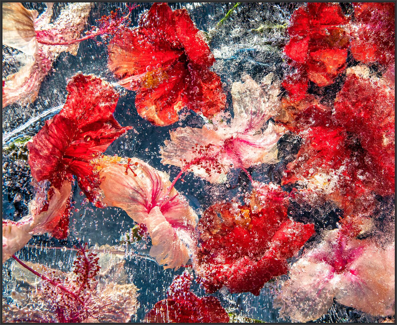 Hibiscus Jelly by Bruce Boyd - Limited Edition. Edition of: 150. Signed.