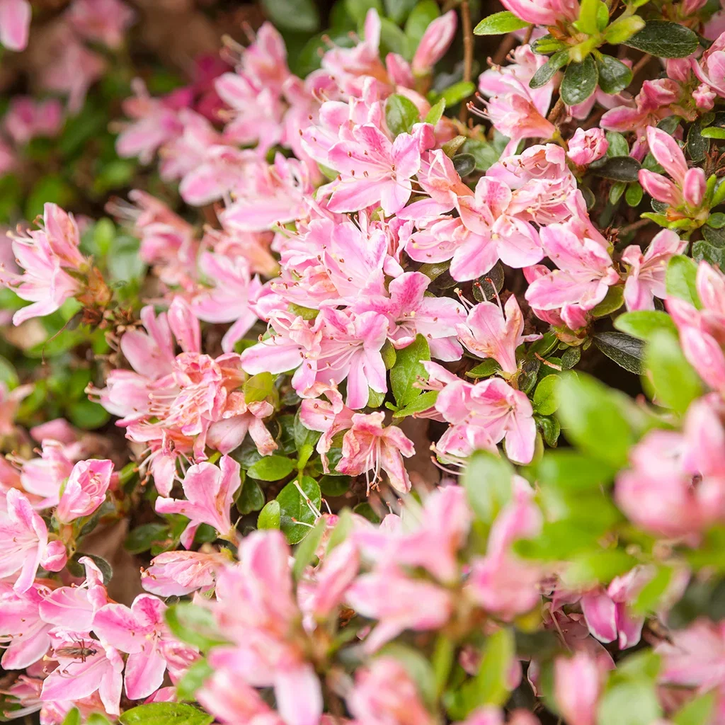 Rhododendron (Japanese Azalea-Group) 'Kermesinum Rosé' Asalea 'Kermesinum Rosé' Ø17 cm