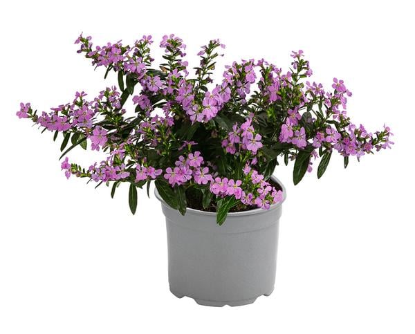 Köcherblümchen, verschiedene Farben