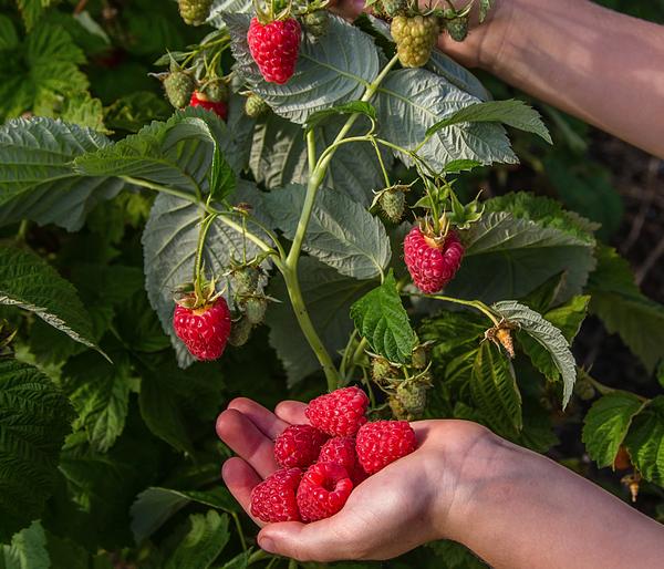 Bio Himbeere 'Sugana® Twotimer®', rot