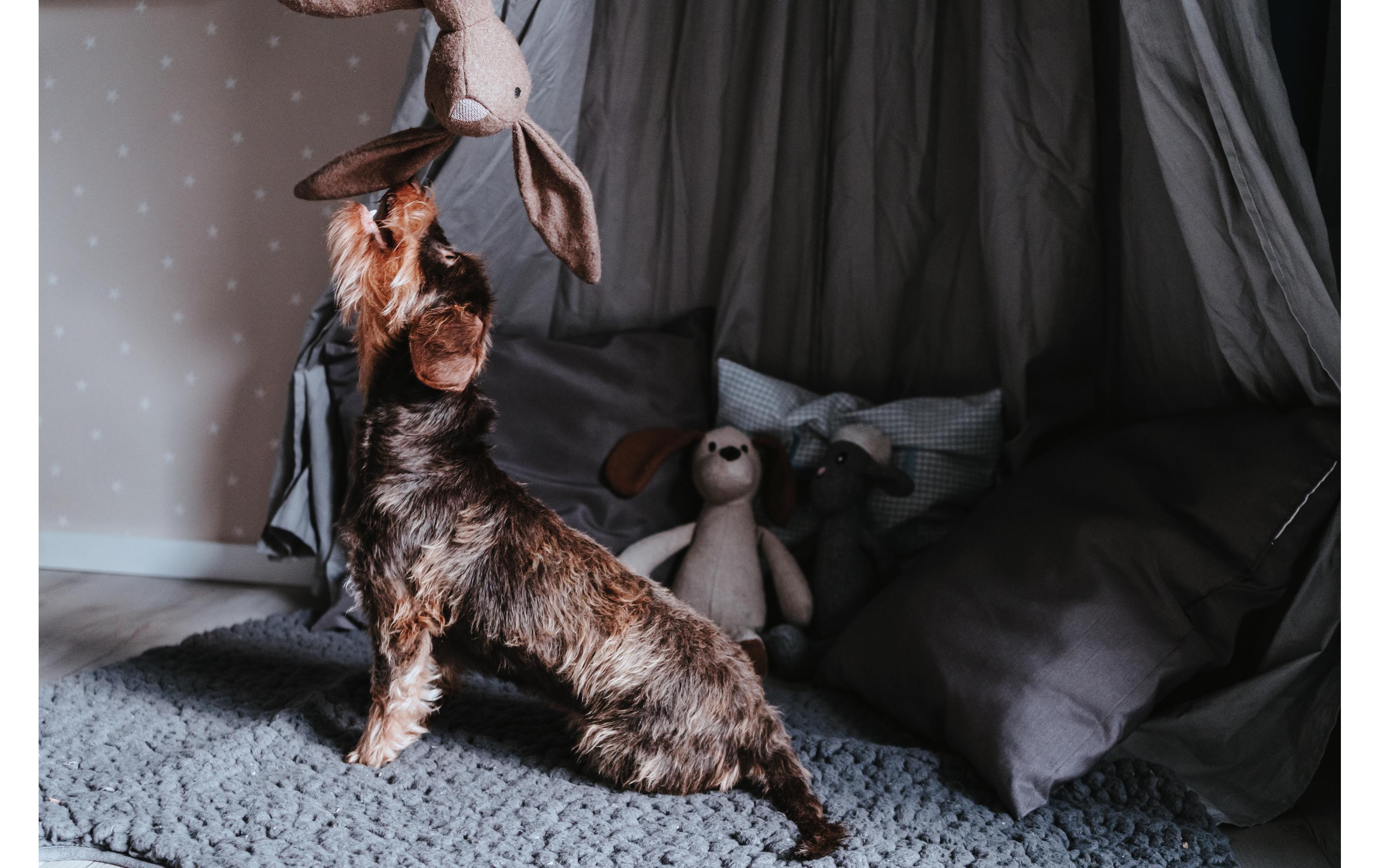 Hunde-Spielzeug Marle Hase, 35 cm, BraunHundespielzeug