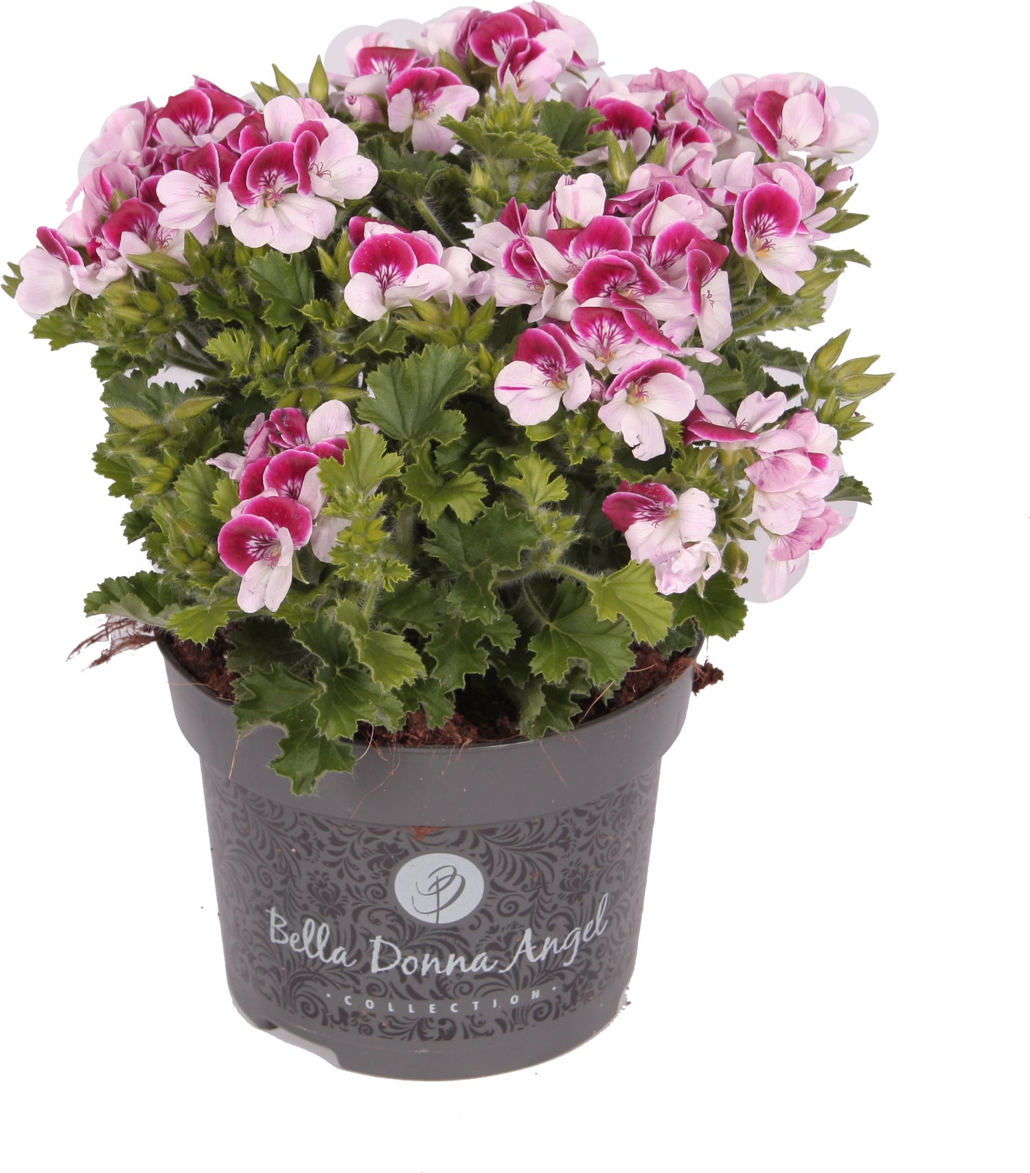 Franse Geranium (Pelargonium grandiflorum 'Angel eyes Bicolor) D 12 H 28 cm