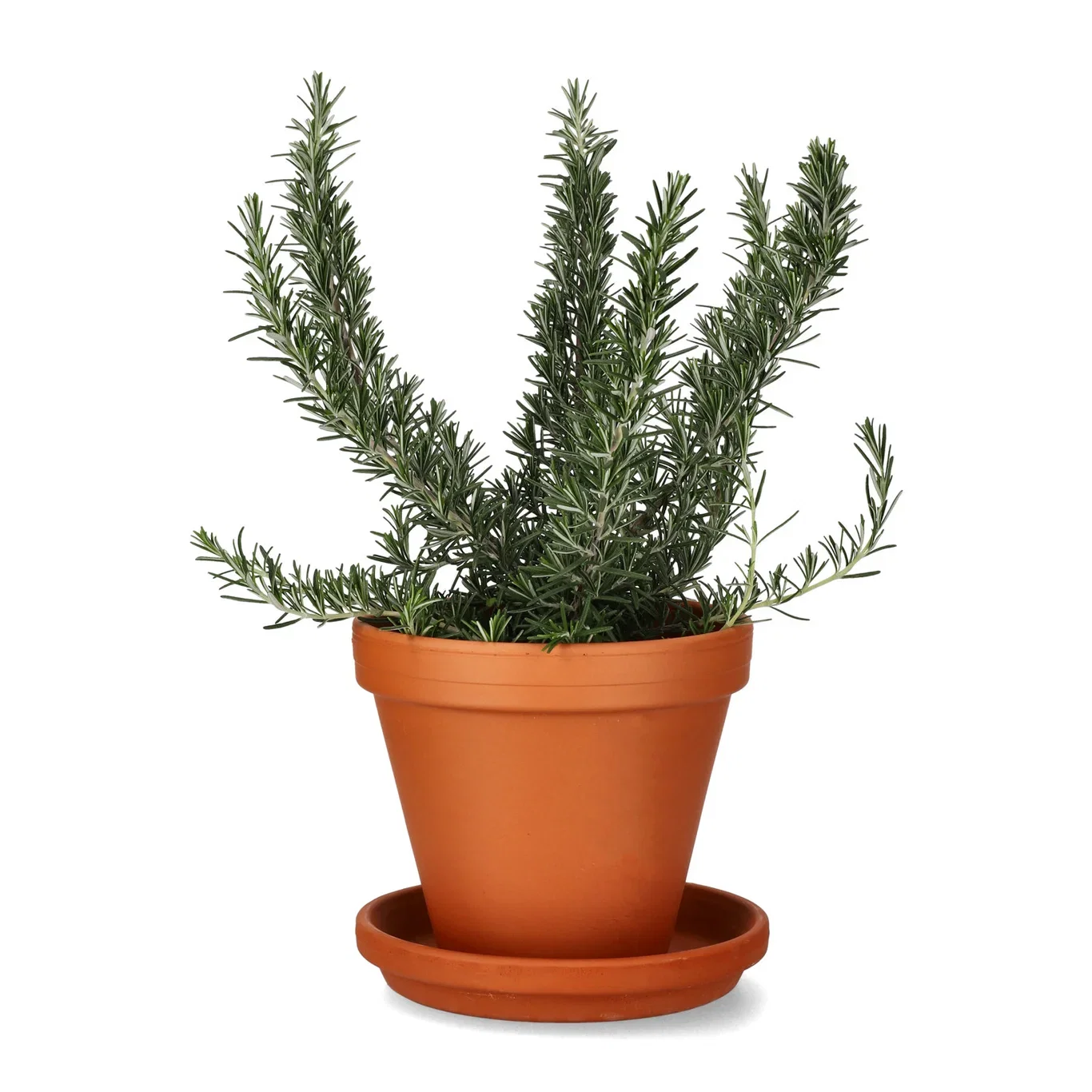 Fat Terrakotta Ø18 cm