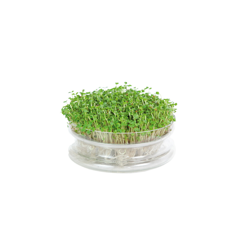 Buzzy Kweekset Glazen Bowl met Rucola Biologisch