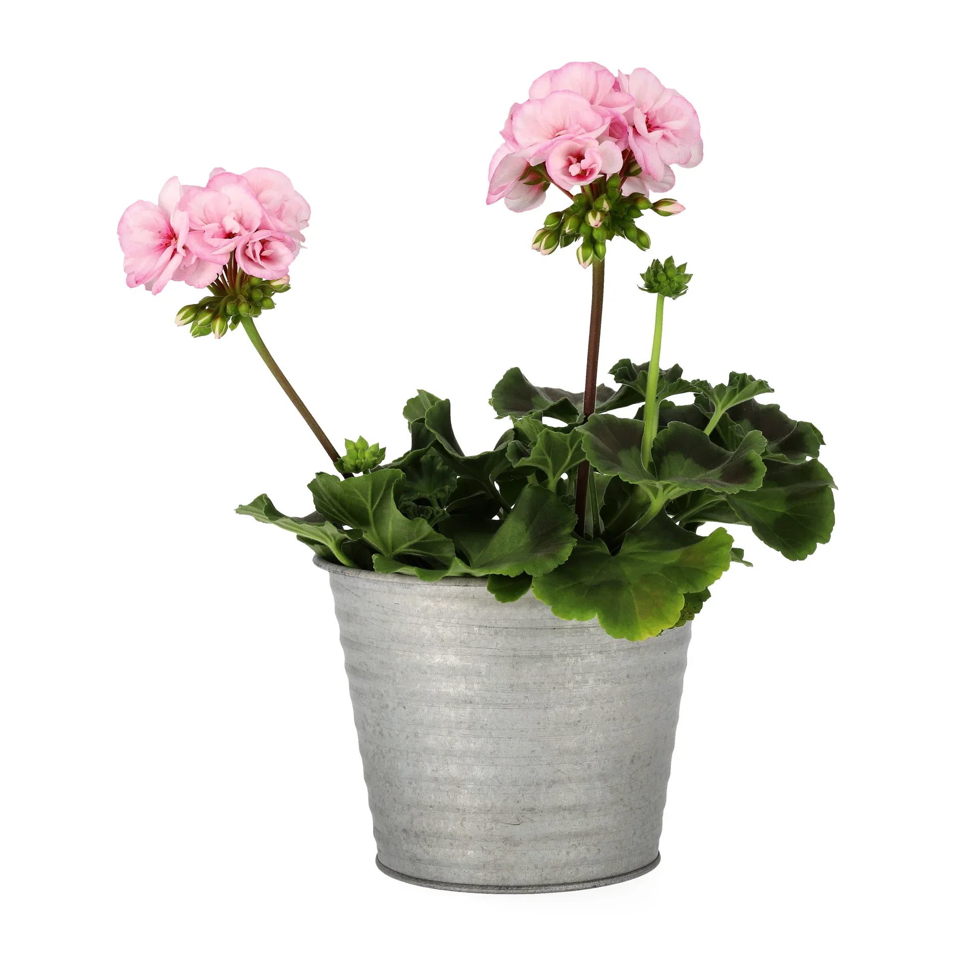 Pelargonium x hortorum Pelargonia 'Estelle' Ø14 cm