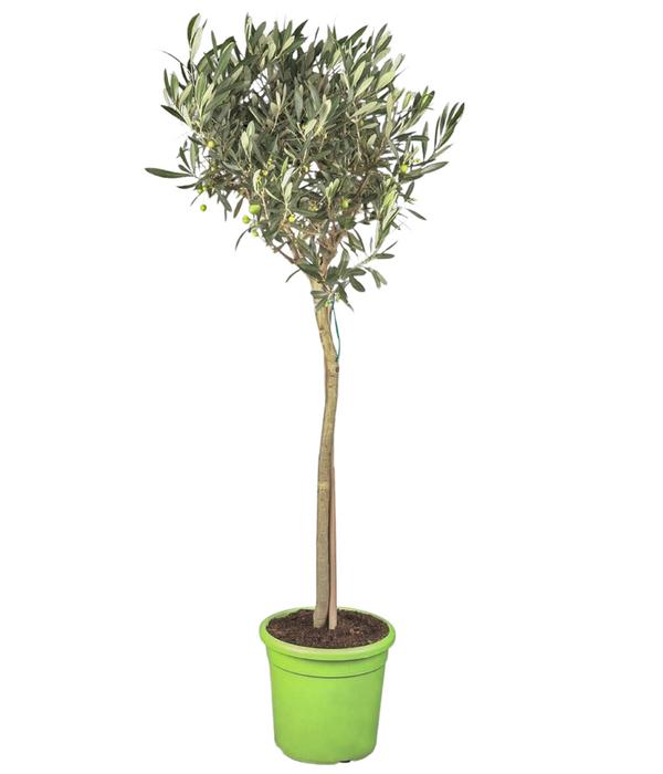 Olive, Stämmchen