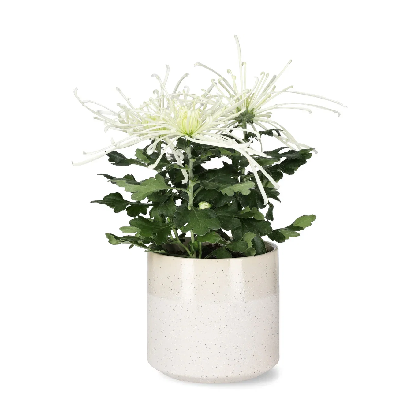 Plantagen Potte Calla Ø15 cm
