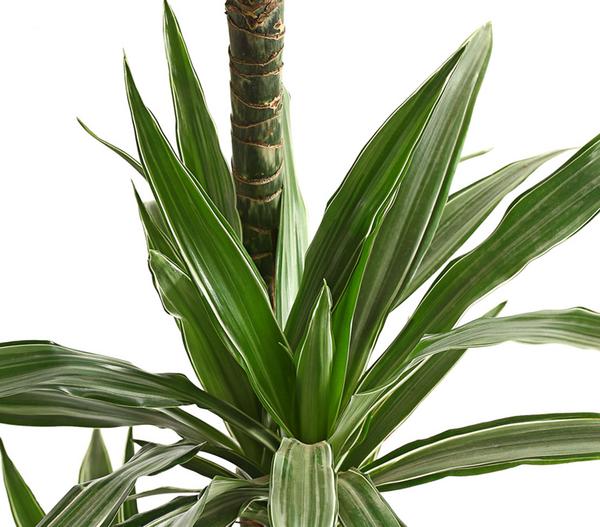 Drachenbaum - Dracaena deremensis 'White