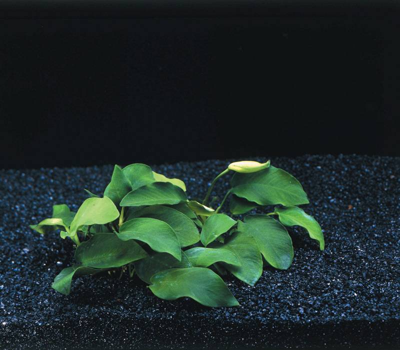 Waterplant Anubias Nana diepgroene donker kleur