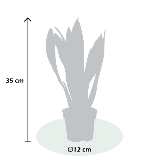 Sanseveria Superba - pot D12