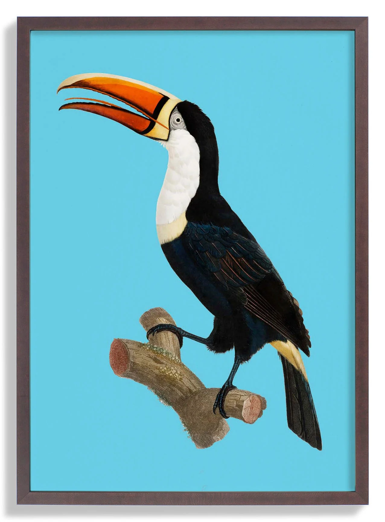 Tukan auf blauem Tierdruck