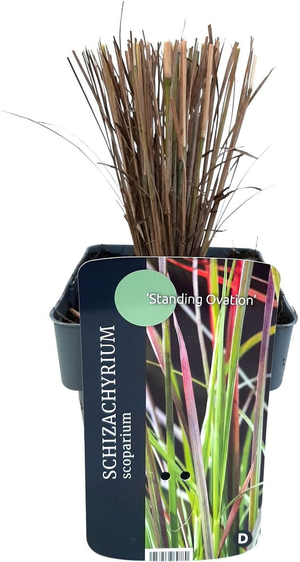 Steppegras (Schizachyrium scoparium 'Standing Ovation') D 17 H 10 cm