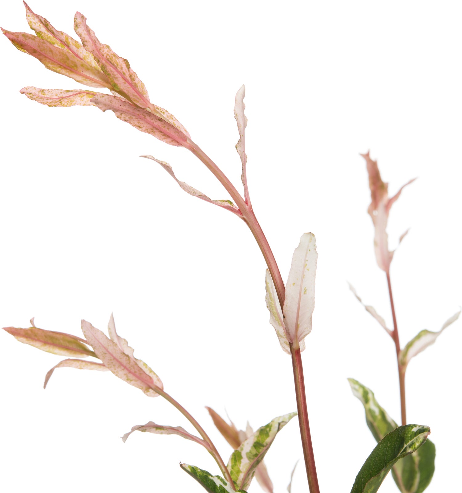 Bonte wilg op stam (Salix integra 'Flamingo') D 19 H 80 cm