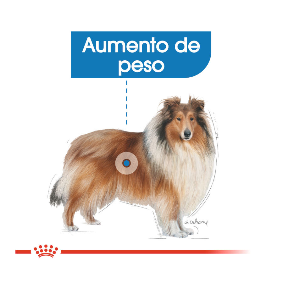 Ração Royal Canin Light Weight Care Maxi para cães
