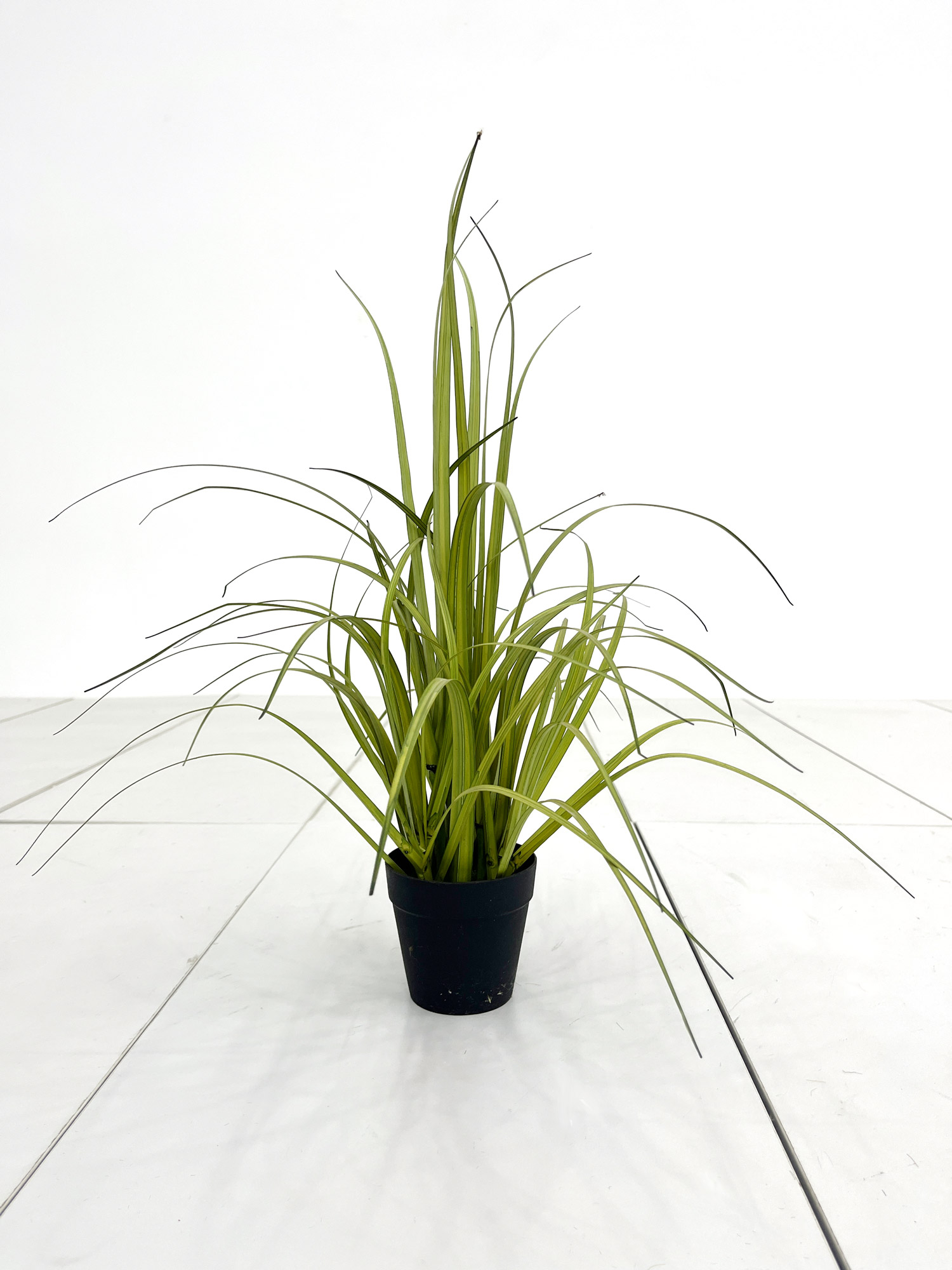 Keulenlilie grün, H 52 cm, Ø 10 cm von fischer's lagerhaus