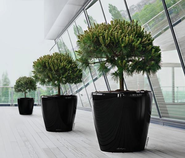 LECHUZA® CLASSICO, All-in-One-Set