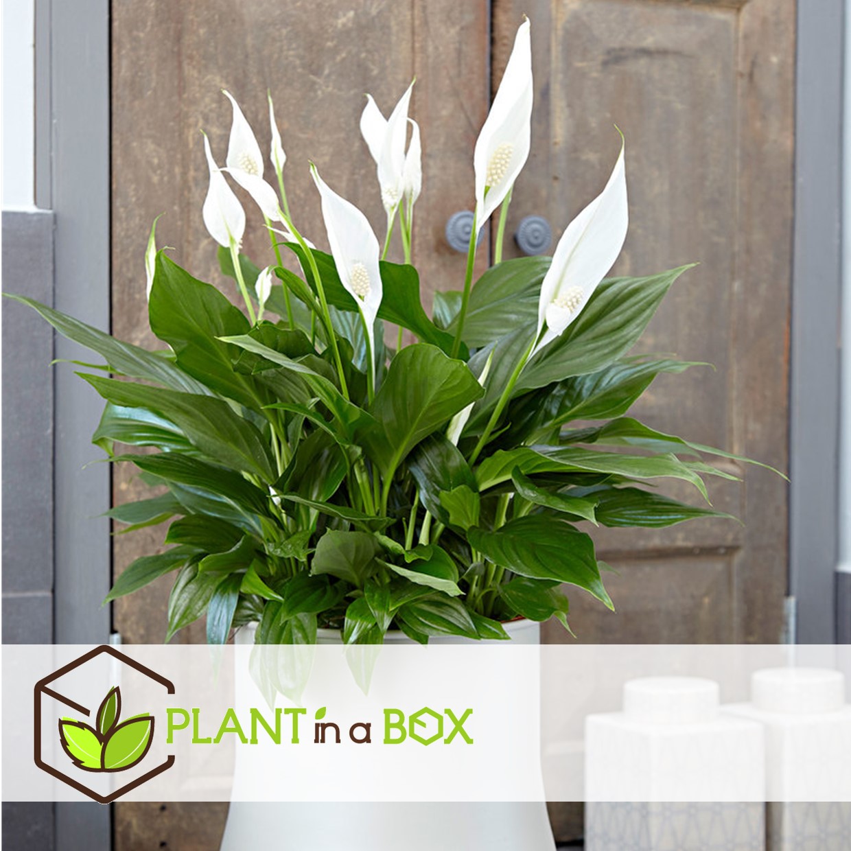 Spathiphyllum 'spoonplant' - set de 3 - pot 12cm - hauteur 30-40cm