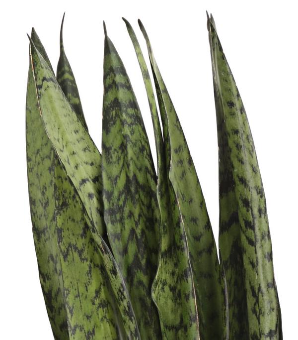 Bogenhanf - Sansevieria zeylanica