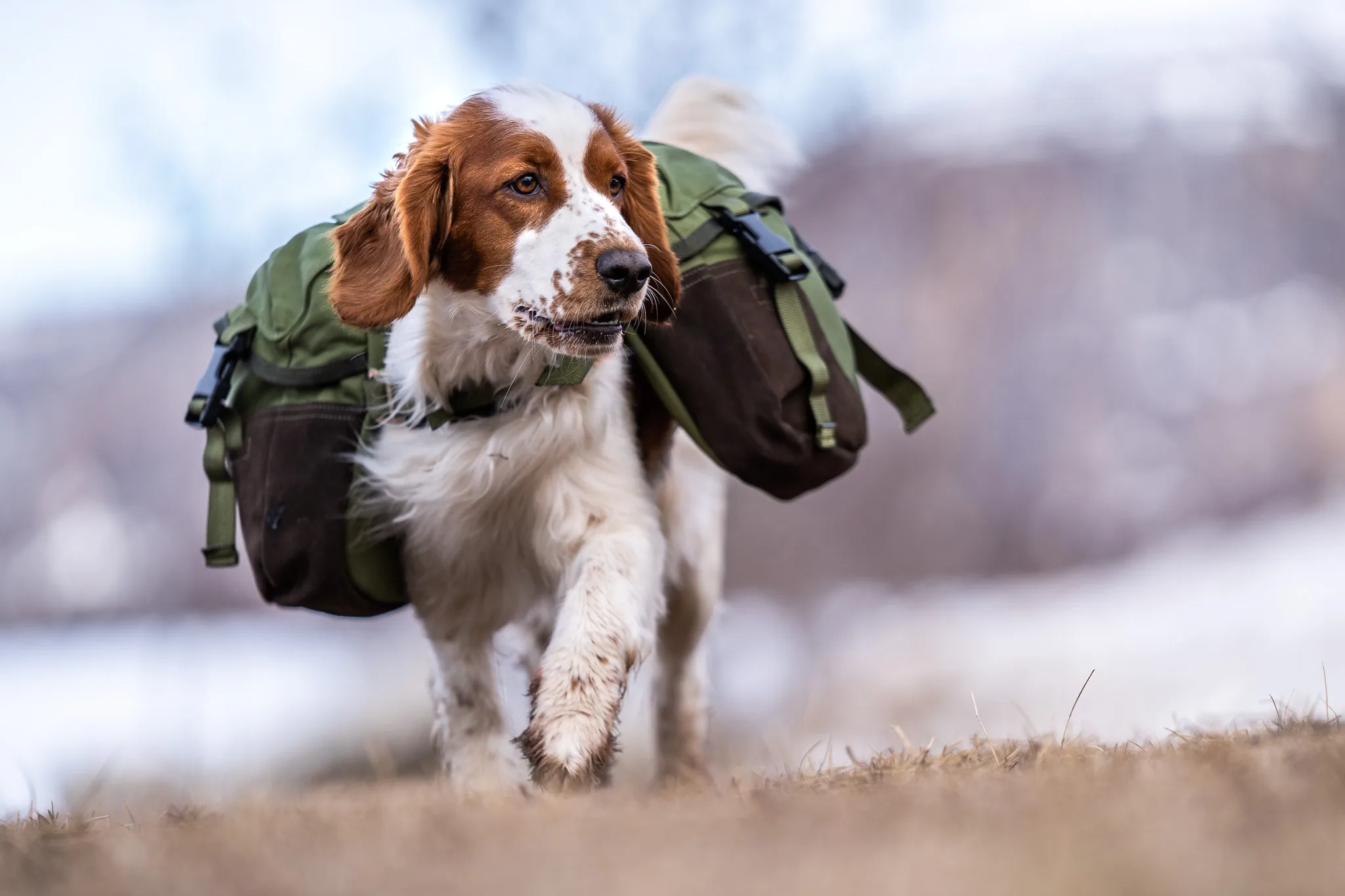 Seleverkstedet Togo hundekløv Grønn/brun XS