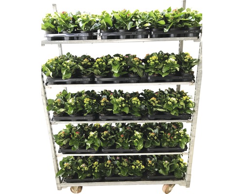 Flaming Katy Mix FloraSelf Kalanchoe H 15-20 cm Ø 10,5 cm pot willekeurige variëteitselectie