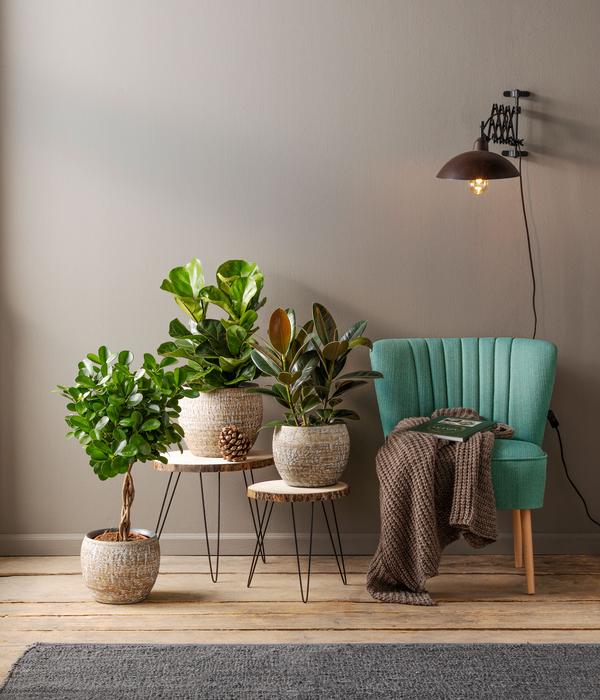 Dehner Keramik-Jardiniere Lana, oval, braun,