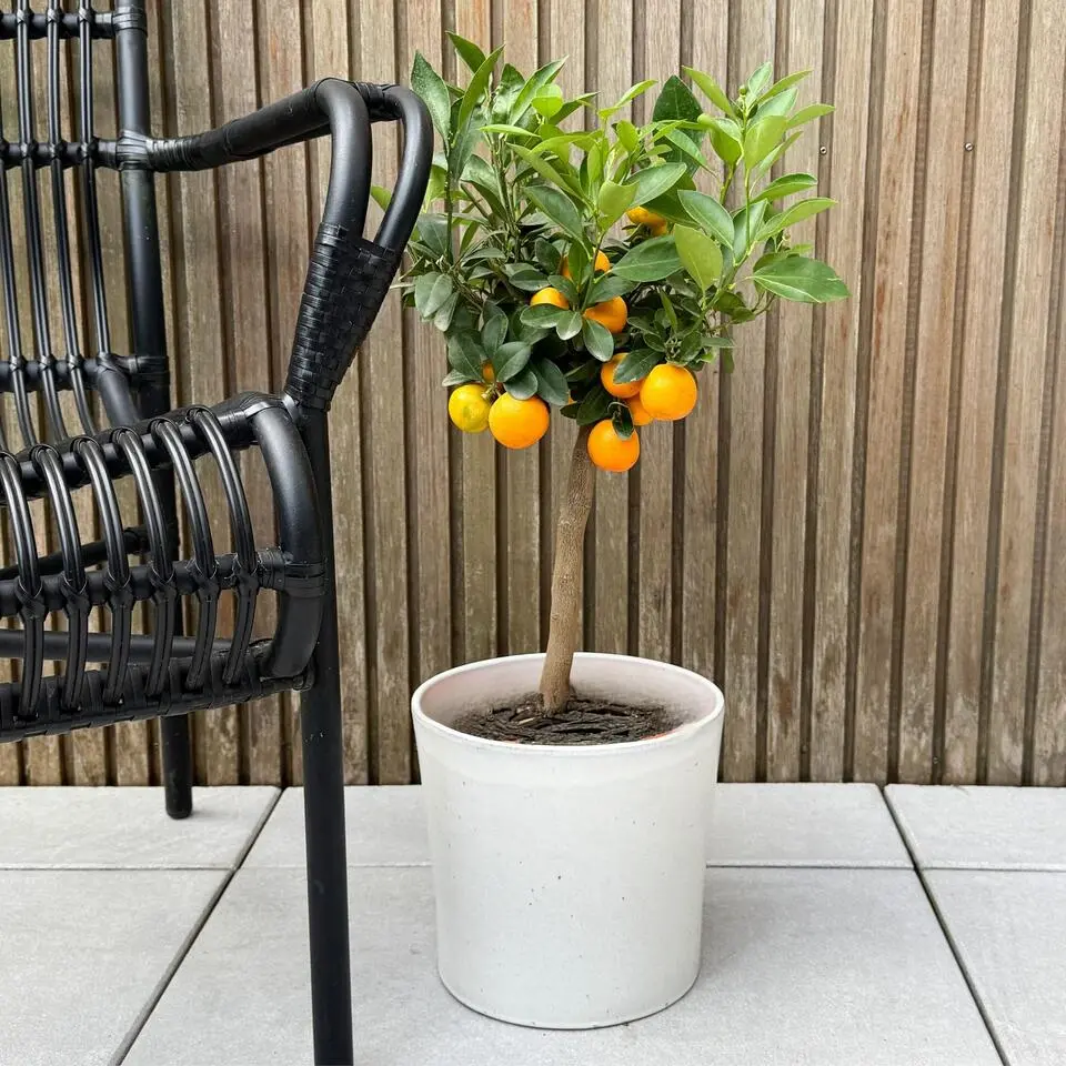 Sinaasappelboom - Citrus mitis 'Calamondin' - Hoogte 55-65cm - ⌀19cm