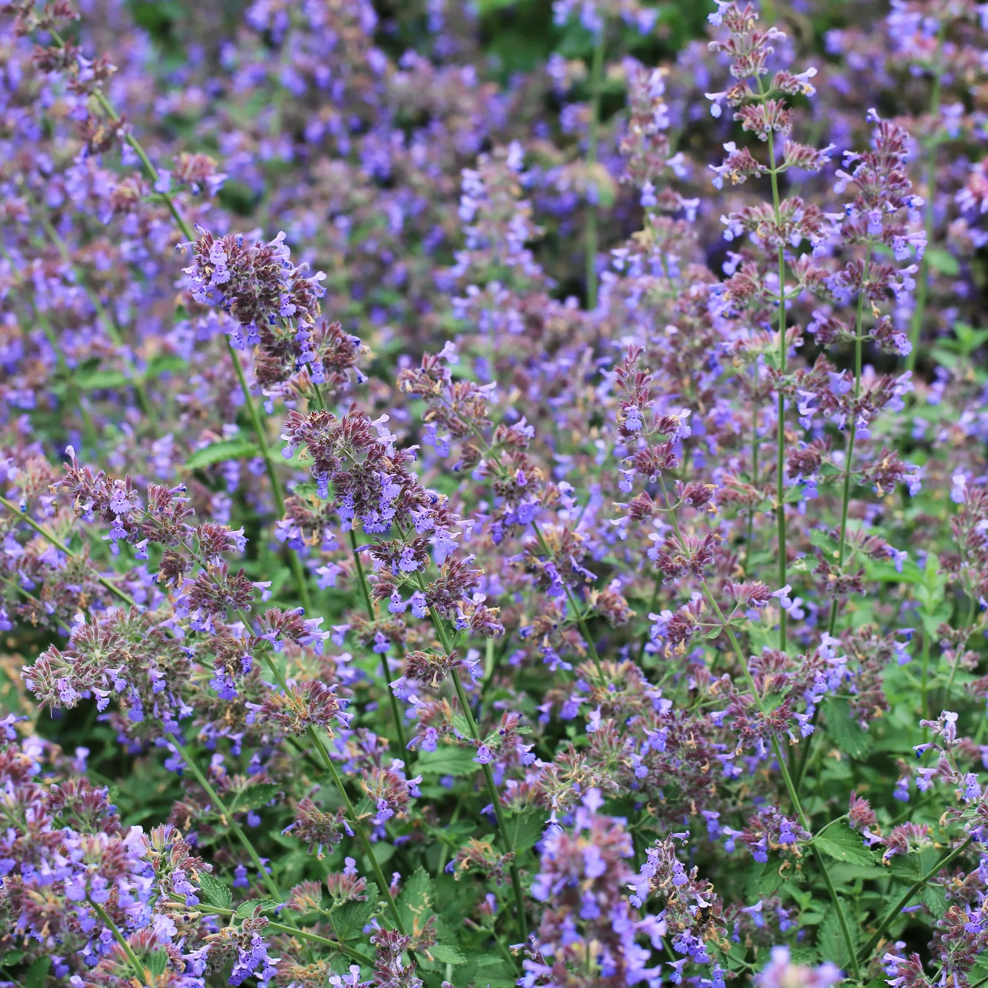 Nepeta faassenii 'Six Hills Giant' flerårig plante Ø11 cm