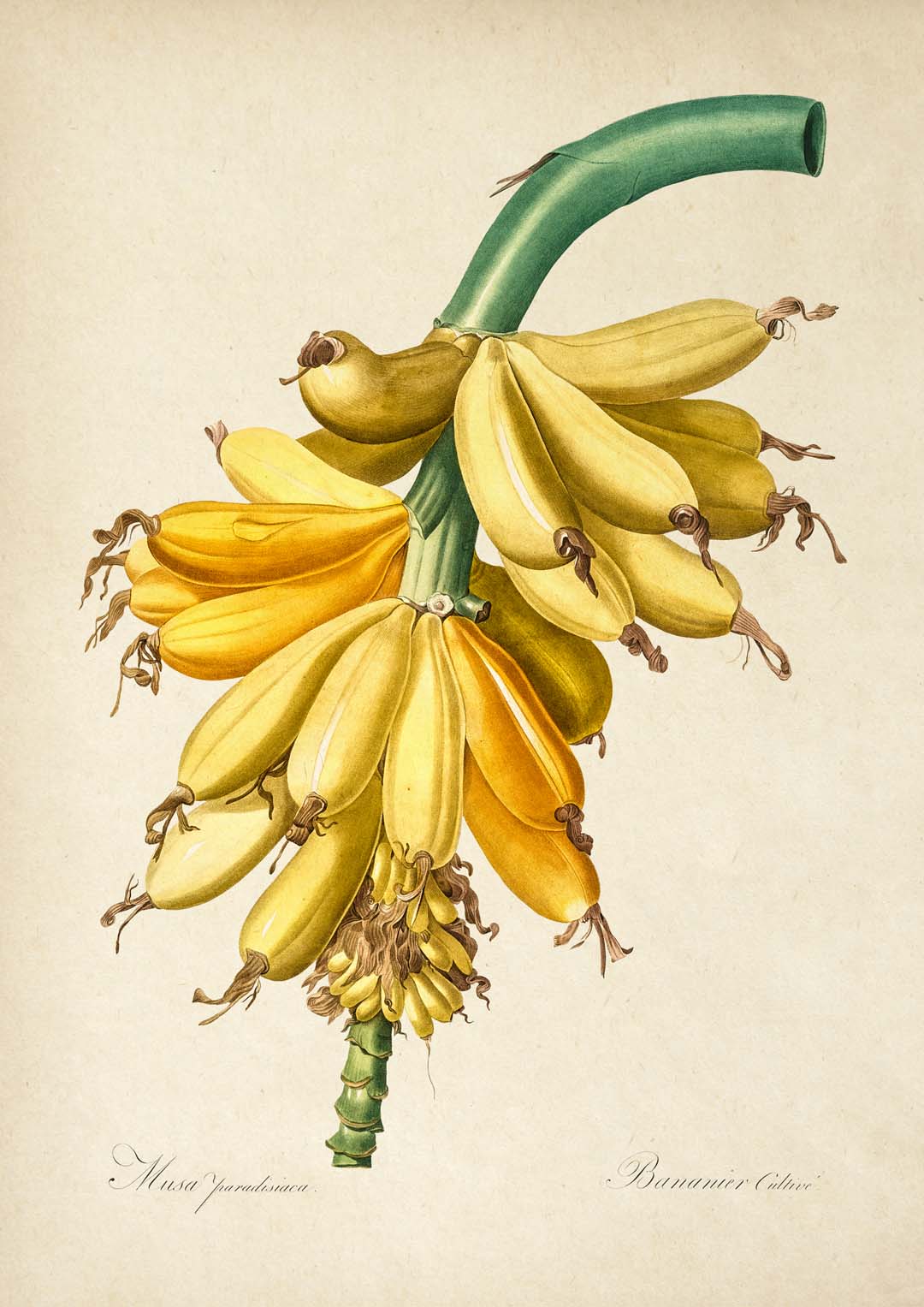Banane